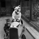 Illustration for article titled Vintage Photos Reveal Century-Long Obession with Dressing Up Pets